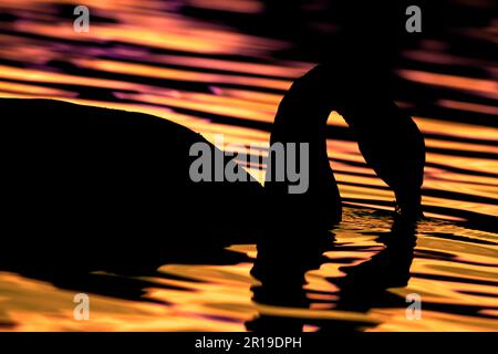 Bella silhouette di cigno su acqua oro lucido. Becco nell'acqua. Riflessi dorati e viola nell'acqua. Foto al tramonto di un cigno. Cigno retroilluminato. Foto Stock