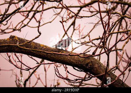 Gli uccelli primaverili stanno per iniziare Foto Stock