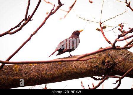 Gli uccelli primaverili stanno per iniziare Foto Stock