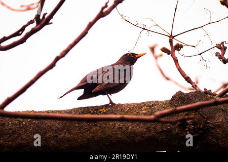 Gli uccelli primaverili stanno per iniziare Foto Stock