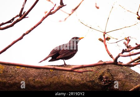 Gli uccelli primaverili stanno per iniziare Foto Stock