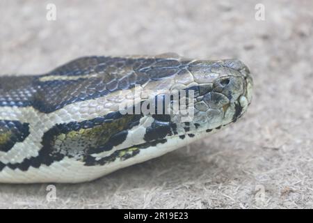 Dunkler Tigerpython / Python birmano / Python molurus bivittatus Foto Stock