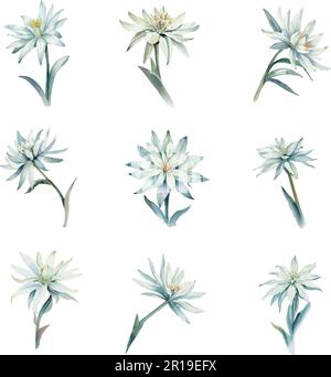 Acquerello Set di fiori Edelweiss isolato su sfondo bianco. Illustrazione disegnata a mano. Illustrazione Vettoriale