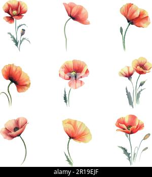 Acquerello Poppy set isolato su sfondo bianco. Illustrazione disegnata a mano. Illustrazione Vettoriale
