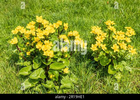 Marsh Marigolds (Caltha palustris L.) che cresce sul verde nel villaggio Cotswold di Little Barrington, Gloucestershire UK Foto Stock