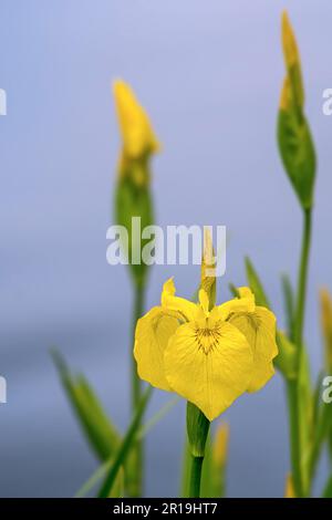 Bandiera gialla / iride gialla / bandiera dell'acqua (Iris pseudacorus) in fiore lungo la riva del lago in primavera Foto Stock
