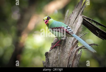 La comune magpie verde è un membro di medie dimensioni della famiglia Crow nativo dell'Himalaya inferiore e dell'Asia sudorientale. Foto Stock