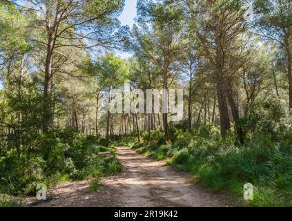 Attraversa la foresta di pini di Aleppo con sottobosco di arbusti e palme nella penisola di Formentor di Maiorca in Spagna Foto Stock