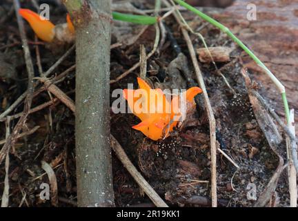 Vista ravvicinata di un fungo di gelatina a forma di fiamma arancione cresce su un gambo morto Foto Stock