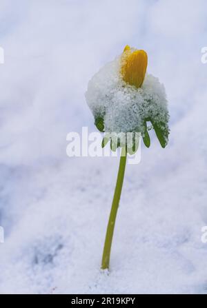 Primo piano di un fiore giallo di aconite invernale nella neve Foto Stock
