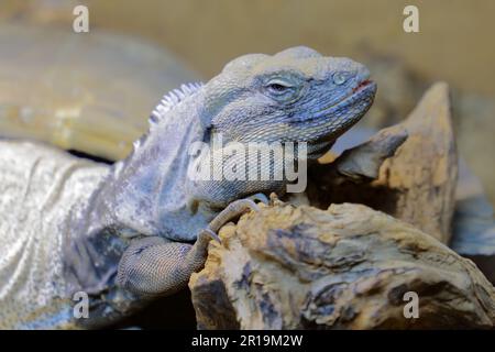 San Esteban Schwarzleguan / San Esteban spinytail iguana / Ctenosaura conspicuosa Foto Stock