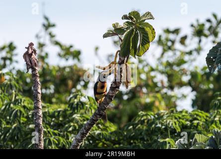 Un aracari aracari arroccato (Pteroglossus torquatus) presso la Canopy Tower, Panama, nutrendo un frutto Foto Stock