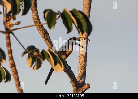 Un aracari aracari arroccato (Pteroglossus torquatus) che chiama Canopy Tower, Panama Foto Stock