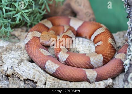 Trans-Pecos-Kupferkopf / Coperhead a fascia larga / pictigaster di Agkistrodon contortrix Foto Stock