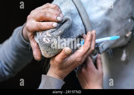 Veterinario che tiene chiusa la bocca del cavallo, dopo l'applicazione sedativo da siringa piccola, dettaglio primo piano Foto Stock
