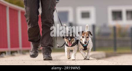 Gestore del cane cammina con il suo piccolo cani su una strada. Due graziosi obbediente Jack Russell Terrier doggy Foto Stock