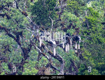 Una famiglia di scimmie guereza (Colobus guereza) arenate su un grande albero. Mount Kenya National Park, Kenya, Africa. Foto Stock