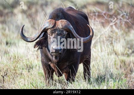 Primo piano di un bufalo africano (syncerus caffer) in piedi in erba alta. Kenya, Africa. Foto Stock