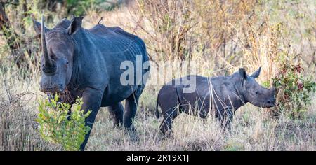 Mamma e bambino rinoceronte bianco (Ceratotherium simum) in natura. Parco Nazionale non divulgato, Kenya, Africa. Foto Stock