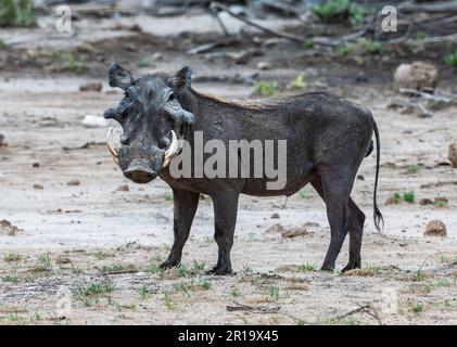 Un Desert Warthog (Phacochoerus aethiopicus) in natura. Kenya, Africa. Foto Stock