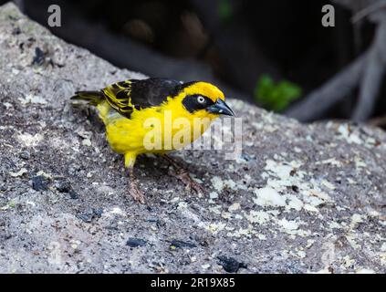 Un Baglafecht Weaver (Ploceus baglafecht) su una roccia. Kenya, Africa. Foto Stock