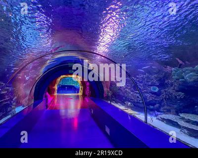 Grande tunnel di vetro rotondo sotto l'acqua nell'acquario con pesci diversi. Concetto: turismo, mondo del mare, immersioni. Foto Stock