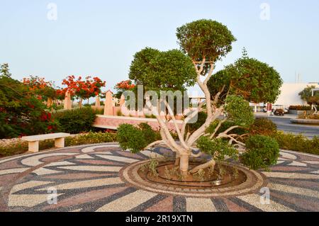 Un bellissimo albero esotico con foglie verdi rami e tronco avvolto, avvolto in una corda bianca, fili, ricci. Foto Stock