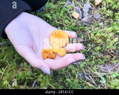 Tre bei funghi arancioni gialli di finferli giacciono nelle mani di una palma di donna con bella manicure nella foresta. Concetto: Attacco a fungo Foto Stock