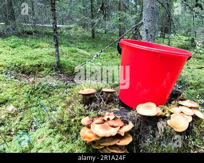 Il ceppo nella foresta con un sacco di bei funghi commestibili con un secchio di plastica rossa nella foresta su uno sfondo di alberi. Concetto: Mush Foto Stock