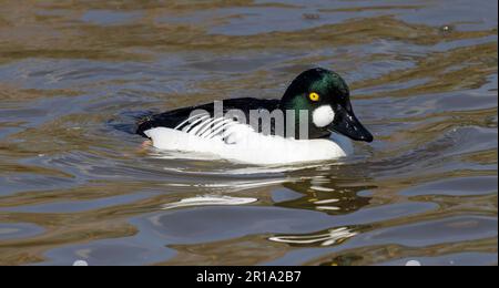 GoldenEye preso a radipole il 31/11/2023 weymouth Foto Stock