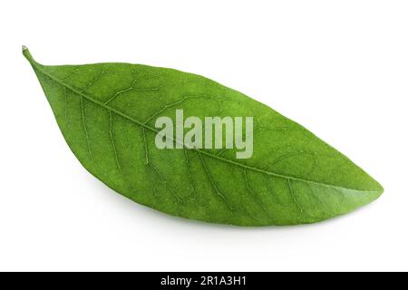 Foglia di lychee verde isolata su sfondo bianco Foto Stock