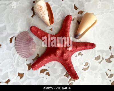 Una bella stella marina rossa si trova adornata con conchiglie su uno sfondo bianco di stoffa. Sfondo marino. Foto Stock
