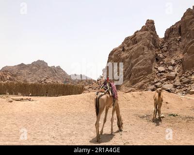 Due bei cammelli riposano, pascolo nel parcheggio, fermato con gobbe su sabbia gialla calda nel deserto in Egitto sullo sfondo di una pietra s. Foto Stock