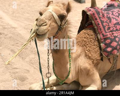 Ritratto di un deserto giallo a due gobbe riposante bel cammello con imbracatura che mangia paglia sulla sabbia in Egitto da vicino. Foto Stock