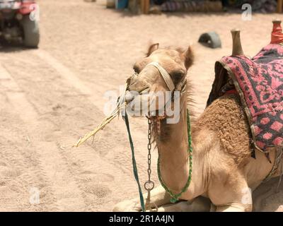 Ritratto di un deserto giallo a due gobbe riposante bel cammello con un'imbragatura che mangia paglia sul lato della sabbia in Egitto. Foto Stock