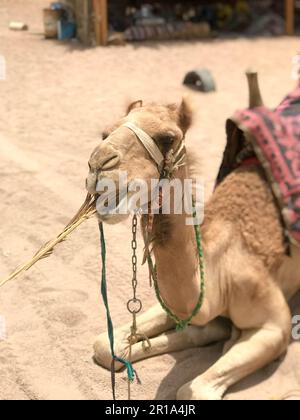 Ritratto di un deserto giallo a due gobbe riposante bel cammello, una nave deserta che mangia paglia sulla sabbia in Egitto. Foto Stock