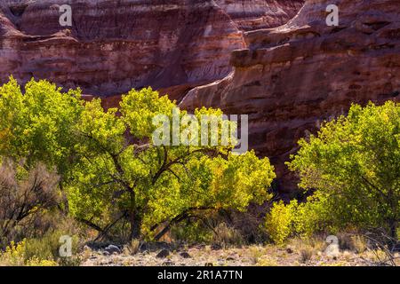 Alberi di Cottonwood, Populus fremontii, di fronte alla colorata pietra arenaria erosa nel Capitol Reef National Park, Utah. Foto Stock