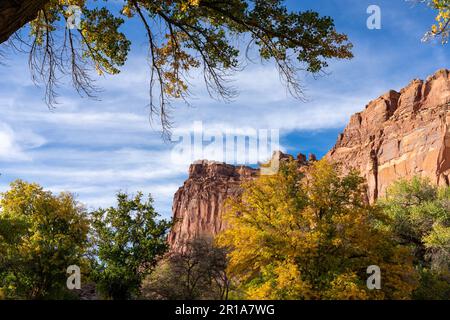 Alberi di Cottonwood, Populus fremonti, di colore autunnale e scogliere di arenaria nel Capitol Reef National Park, Utah. Foto Stock