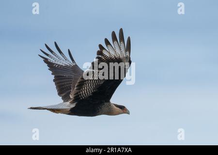 A Caracara crestata, Caracara plancus, in volo nella Provincia di San Luis, Argentina. Foto Stock