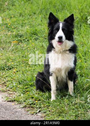 Adulto maschio nero e bianco bordo colllie seduto sul prato verticale Foto Stock