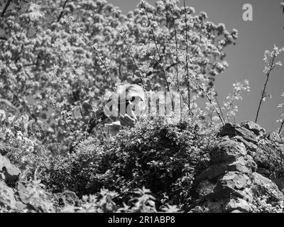 città di saarbureg sul fiume saar Foto Stock