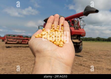 Mano dell'uomo piena di semi di soia e di una mietitrebbia di soia utilizzata per la raccolta in background. Foto Stock