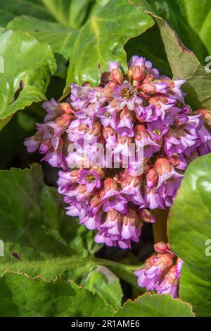 Primo piano dei fiori rosa di bergenia. Badan folto-leaved, o Saxifrage folto-leaved, o lat di tè mongolo. Bergenia crassifolia, è un erbaceo perenne Foto Stock