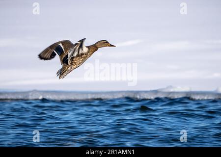 Mallard prendendo il volo da una palude nella St. Lawrence River durante l'inverno Foto Stock