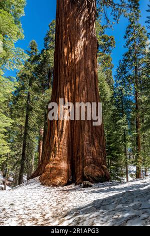 La base dell'albero General Grant è la più ampia del Kings Canyon Natiional Park Foto Stock