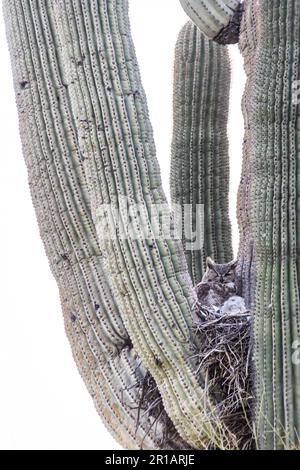 Un grande gufo cornato e il suo pulcino seduti nel loro nido in un cactus saguaro in Arizona Foto Stock