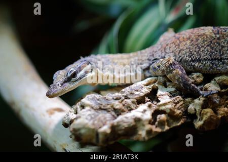 Glauerts Felsenwaran / Kimberley Rock monitor / Varanus glauerti Foto Stock