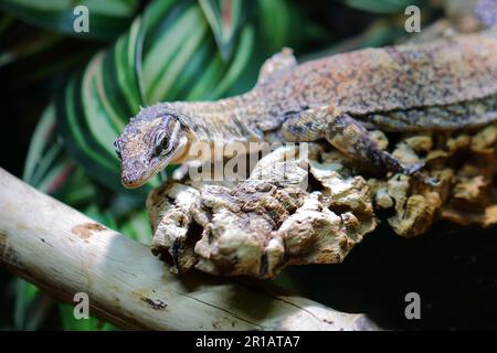 Glauerts Felsenwaran / Kimberley Rock monitor / Varanus glauerti Foto Stock