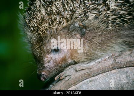 Il volto di un riccio eurpoeo, Erinaceus europaeus, si avvicina mentre si riposa su un tronco Foto Stock