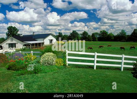 Vista del fienile rurale con recinzione dipinta di bianco, cavalli e fiori estivi in una giornata estiva Foto Stock